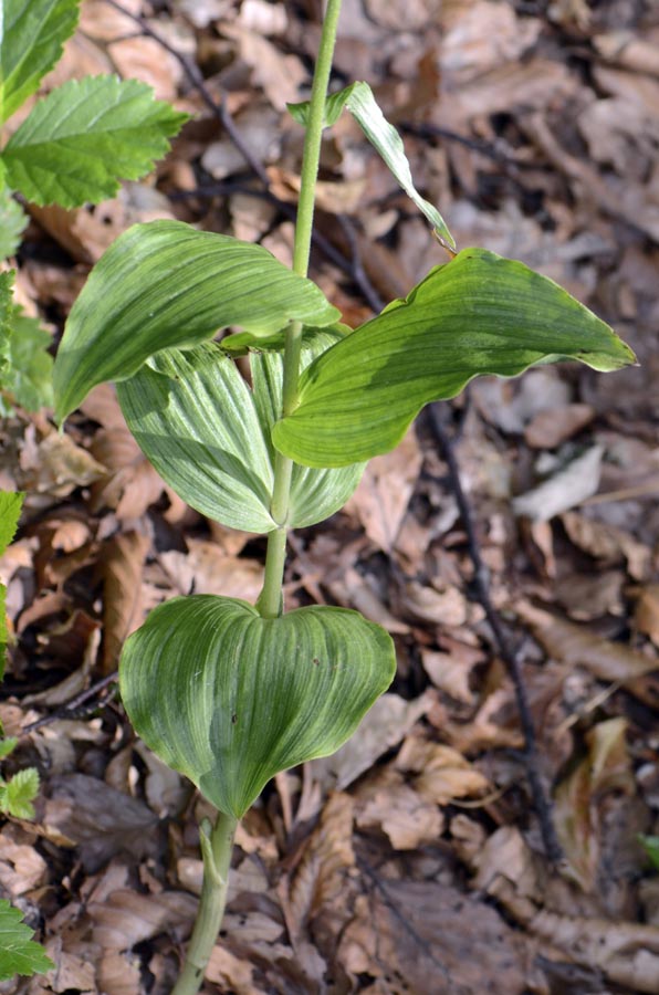 Epipactis sp?